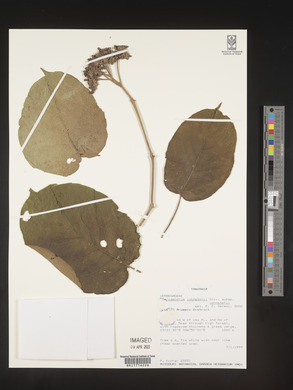 Clerodendrum johnstonii image