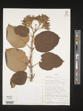 Clerodendrum johnstonii image