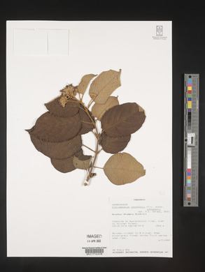 Clerodendrum johnstonii image