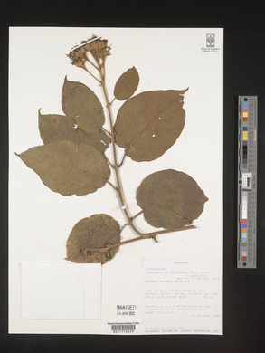 Clerodendrum johnstonii image