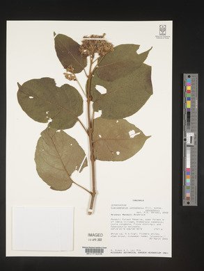 Clerodendrum johnstonii image