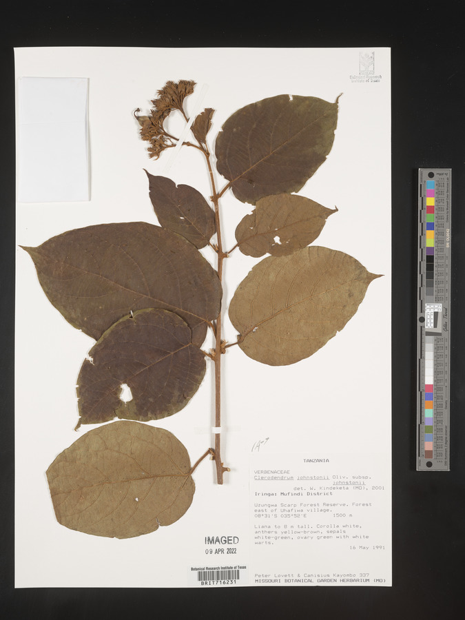 Clerodendrum johnstonii image