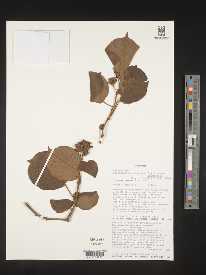 Clerodendrum johnstonii subsp. johnstonii image