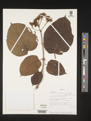 Clerodendrum johnstonii image