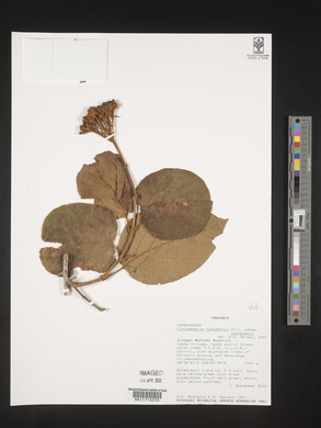 Clerodendrum johnstonii image