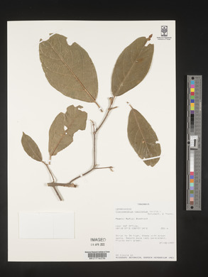 Clerodendrum capitatum image