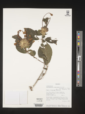 Clerodendrum capitatum image