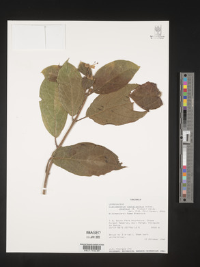 Clerodendrum cephalanthum image