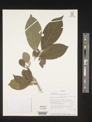 Image of Clerodendrum cephalanthum