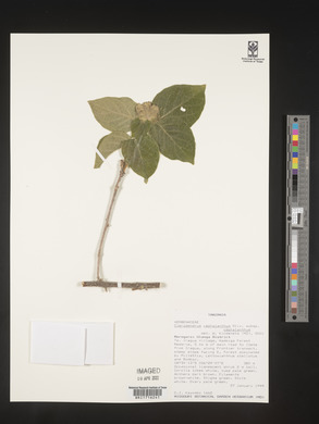 Clerodendrum cephalanthum image