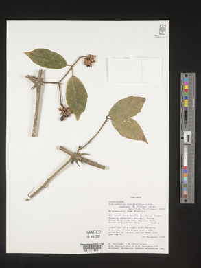 Clerodendrum cephalanthum image