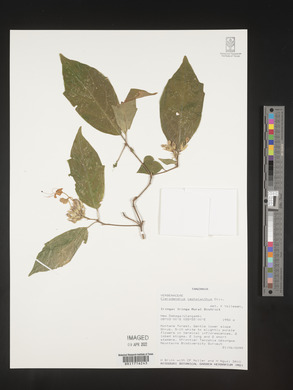 Clerodendrum cephalanthum image