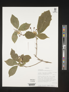 Clerodendrum cephalanthum image