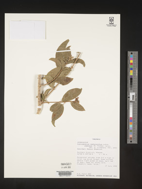 Clerodendrum cephalanthum image