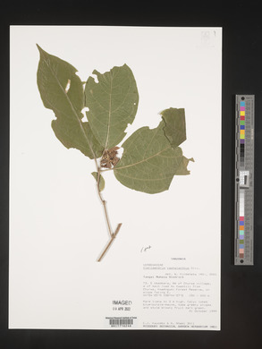 Clerodendrum cephalanthum image