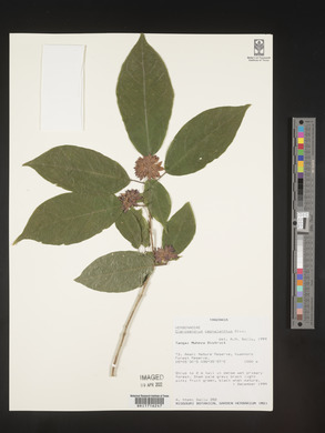 Clerodendrum cephalanthum image