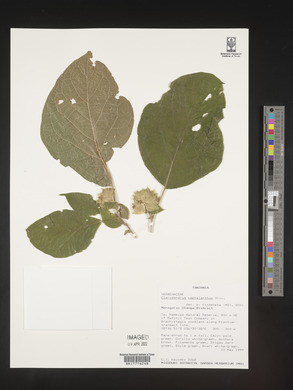 Clerodendrum cephalanthum image