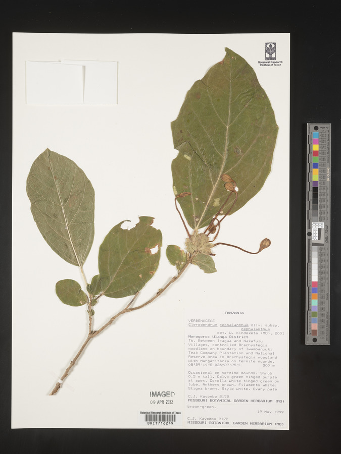 Clerodendrum cephalanthum subsp. cephalanthum image