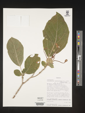 Clerodendrum cephalanthum image