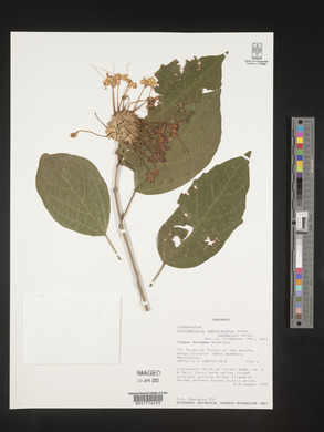 Clerodendrum cephalanthum image