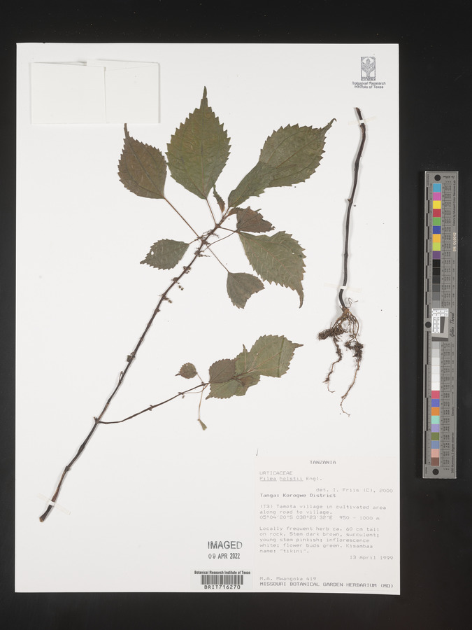 Pilea holstii image