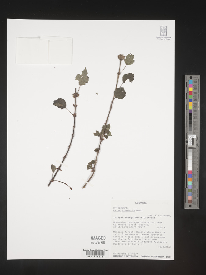 Pilea rivularis image