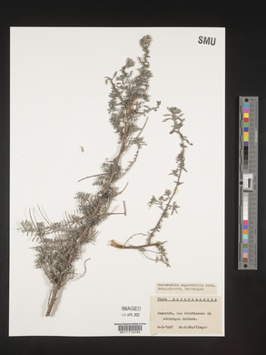 Forsskaolea angustifolia image