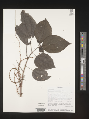 Boehmeria macrophylla image