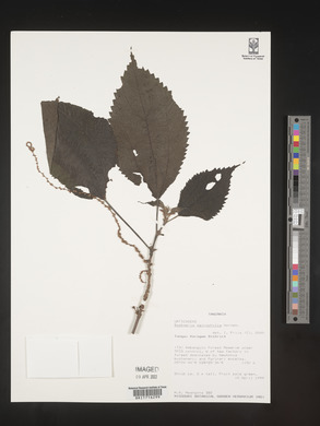 Boehmeria macrophylla image