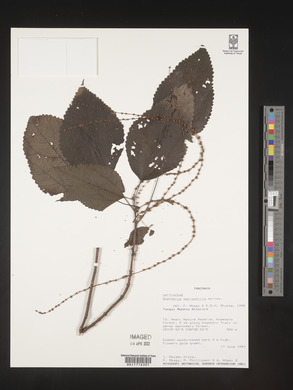 Boehmeria macrophylla image