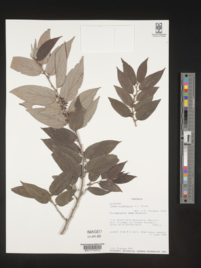 Trema orientalis image