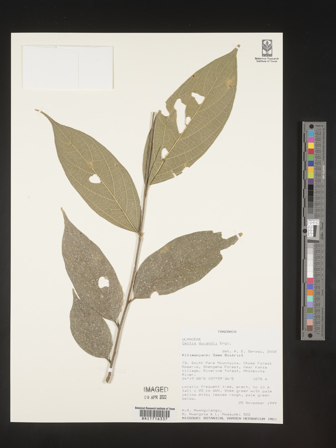 Celtis gomphophylla image