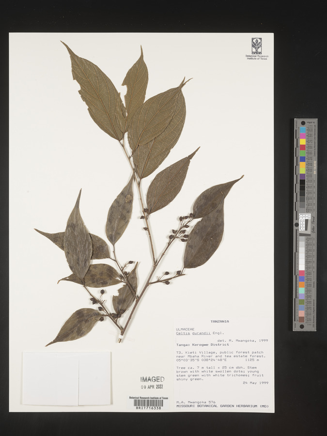 Celtis gomphophylla image