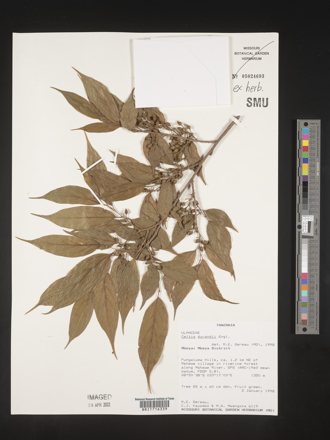 Celtis gomphophylla image
