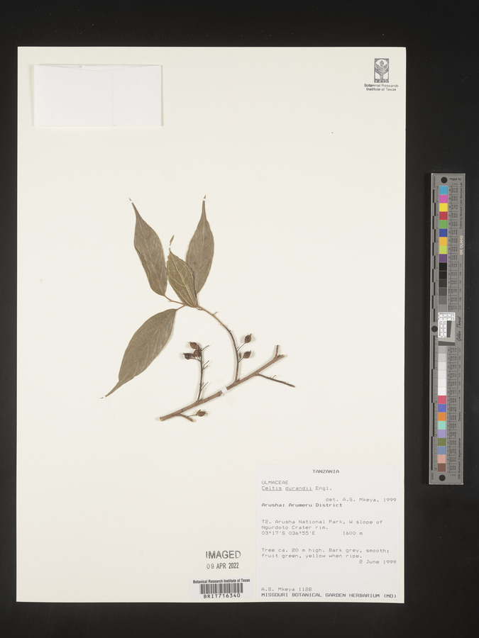 Celtis gomphophylla image