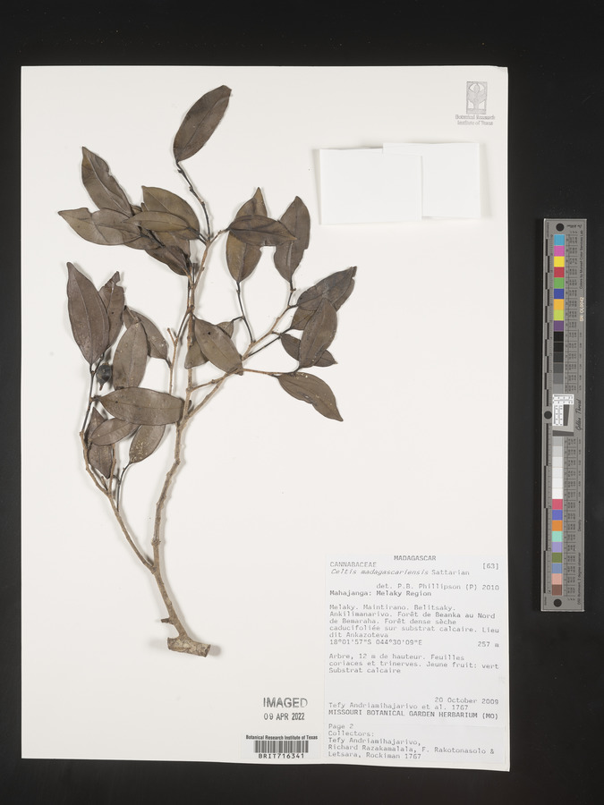 Celtis madagascariensis image