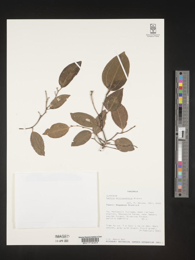 Celtis philippensis image