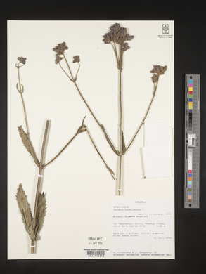 Verbena bonariensis image