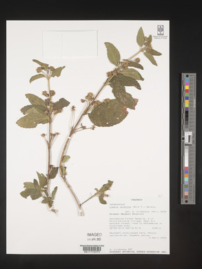 Lippia javanica image