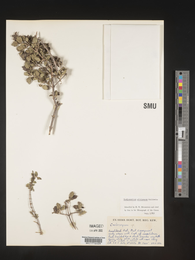 Coelocarpum africanum image