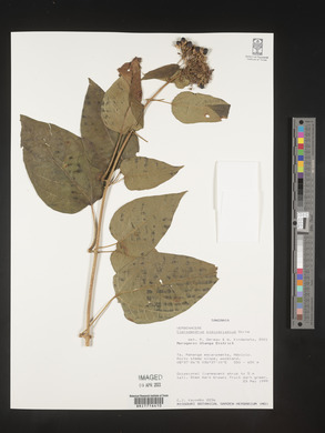 Image of Clerodendrum pleiosciadium