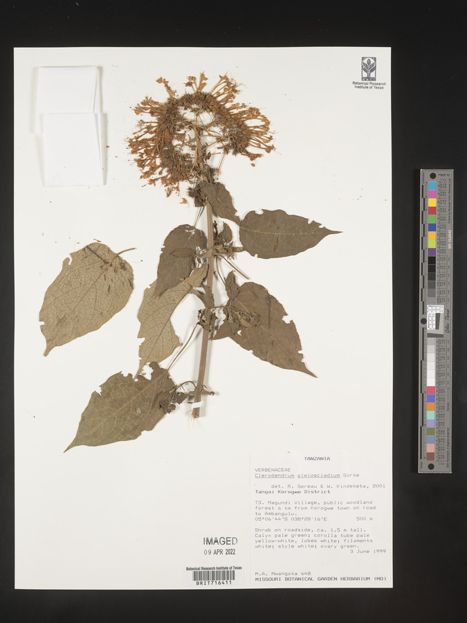 Clerodendrum pleiosciadium image