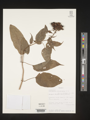 Clerodendrum pleiosciadium image