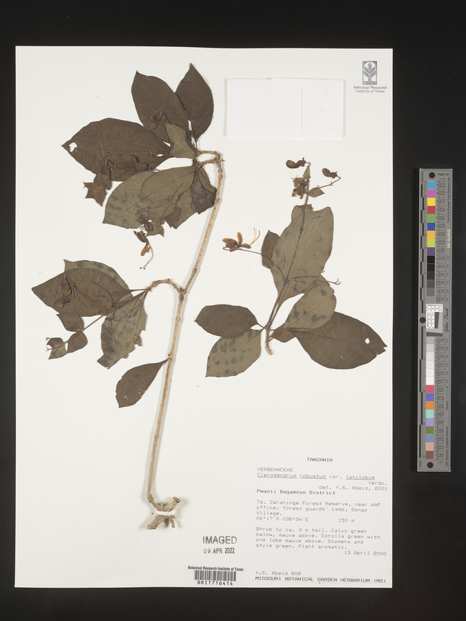 Clerodendrum robustum image