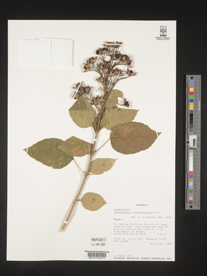 Clerodendrum rotundifolium image