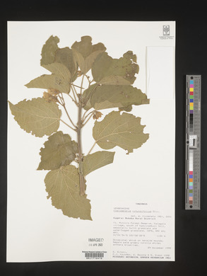 Clerodendrum rotundifolium image