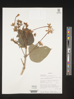 Clerodendrum rotundifolium image