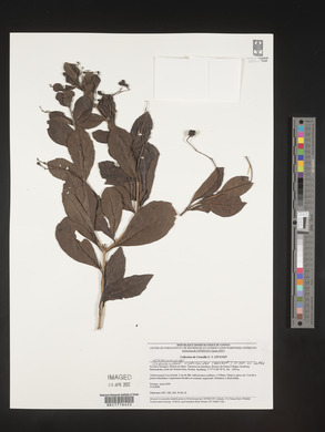 Rotheca myricoides image