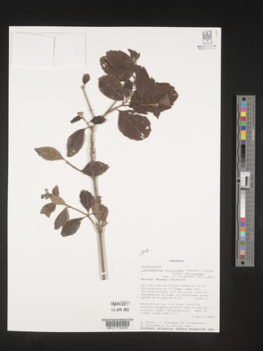 Rotheca myricoides image