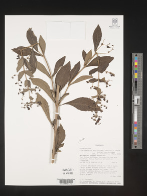 Rotheca myricoides image